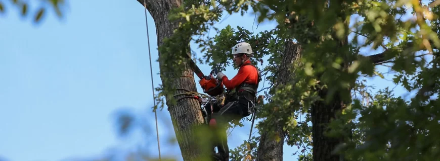 Tree-Removal